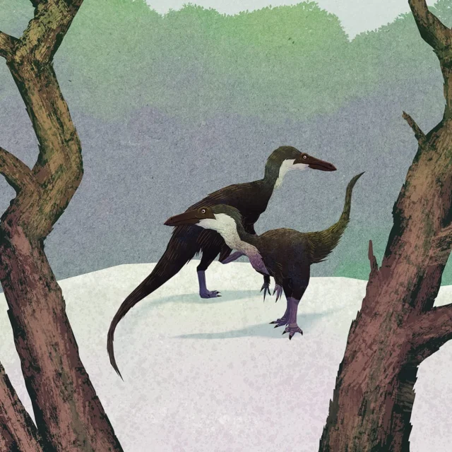 The Friday dinosaur dance theme continues with a pair of Podokesaurus holyokensis doing the Monster Mash in the woods of Massachusetts during the Early Jurassic 👻🎃
#dinosaurs #dinosaur #dinosaurart #theropod #coelophysoidea #saurischia #jurassicworld #jurassic #paleontology #palaeontology #paleoart #palaeoart #paleoillustration #illustration #paleoartist #artistsoninstagram #art #massachusetts #dinosaursofinstagram #digitalart #animals #earthhistory #animalart #fossilfriday #monstermash