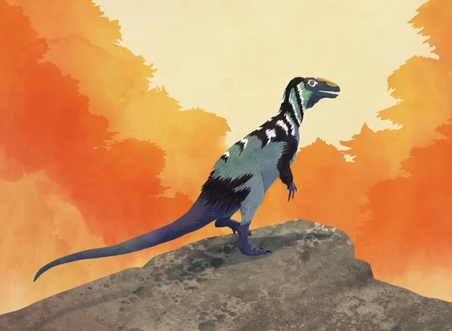 Dornraptor normani enjoying the sunshine in England during the Early Jurassic.

#dinosaurs #dinosaur #dinosaurart #theropod #theropoda #averostra #jurassicworld #jurassic #paleontology #palaeontology #paleoart #palaeoart #paleoillustration #illustration #paleoartist #artistsoninstagram #art #england #dorset #dinosaursofinstagram #digitalart #animals #earthhistory #animalart #prehistoric #artist #artwork #naturalhistory #prehistoricplanet